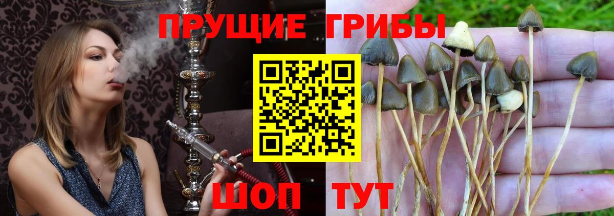 Псилоцибиновые грибы прущие грибы Кимовск